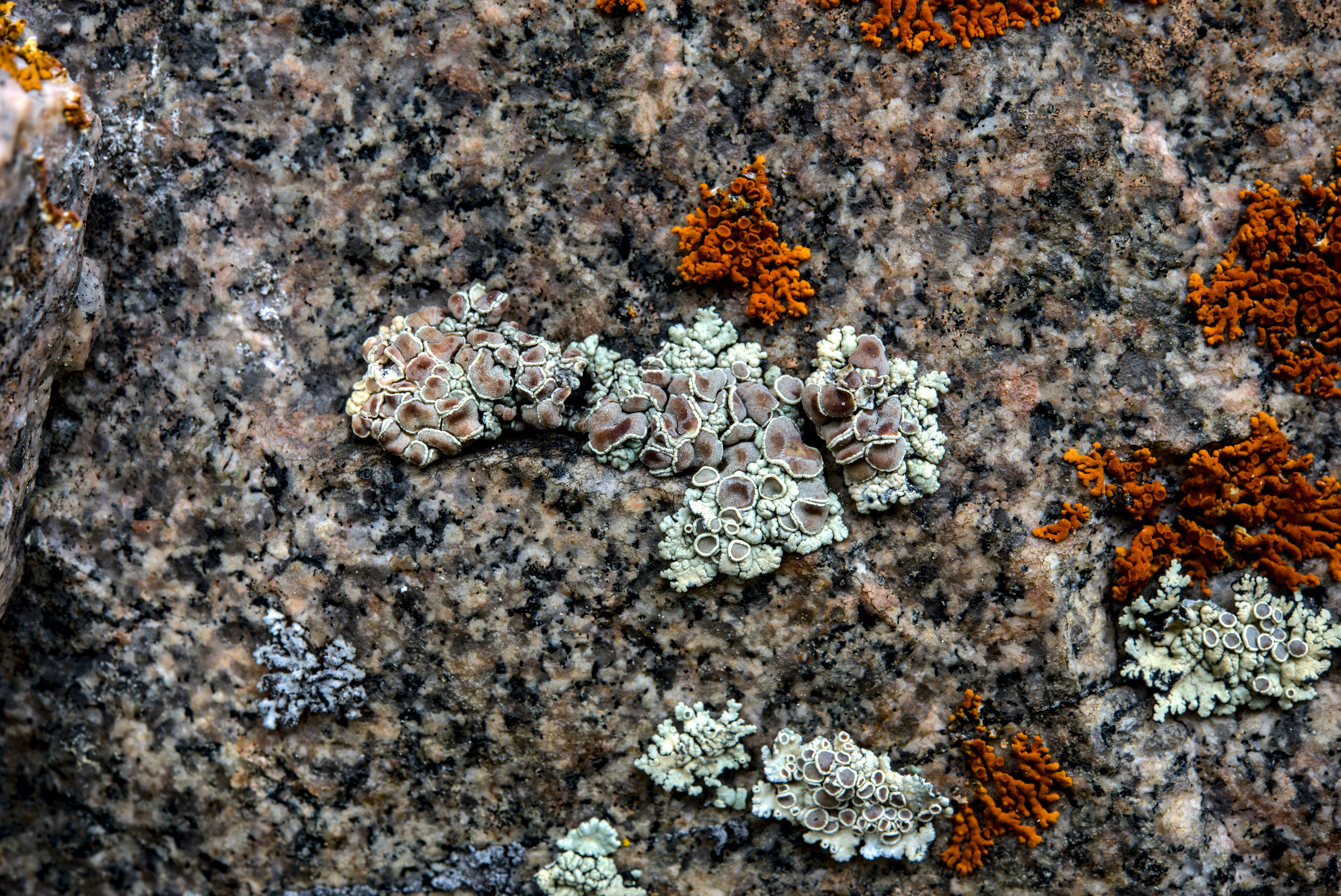 Carrara Marble Sculpture